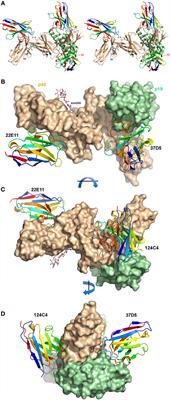 Neutralization of Human Interleukin 23 by Multivalent Nanobodies Explained by the Structure of Cytokine–Nanobody Complex
